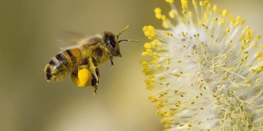 Catching More Bees With Honey Than Vinegar